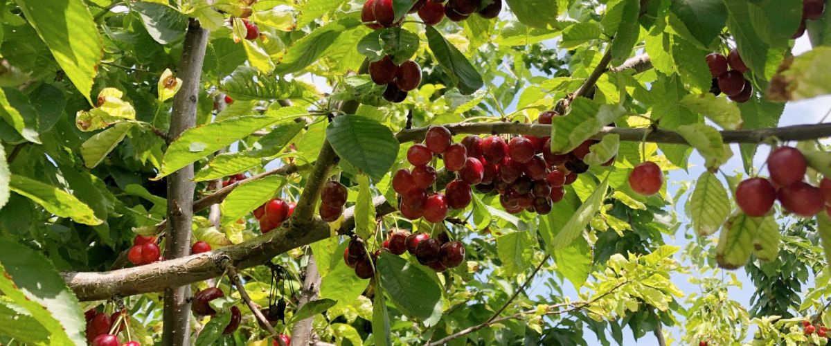 cherry picking west kelowna