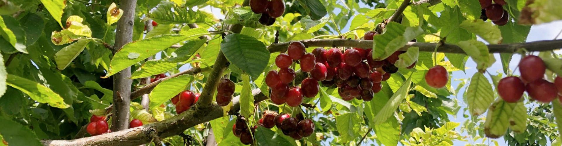cherry picking west kelowna