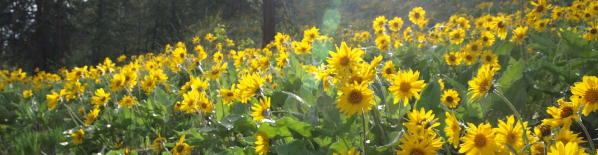 arrowleaf balsamroot flower