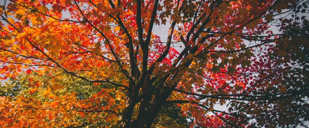 Fall Colours in West Kelowna, BC | Okanagan Valley