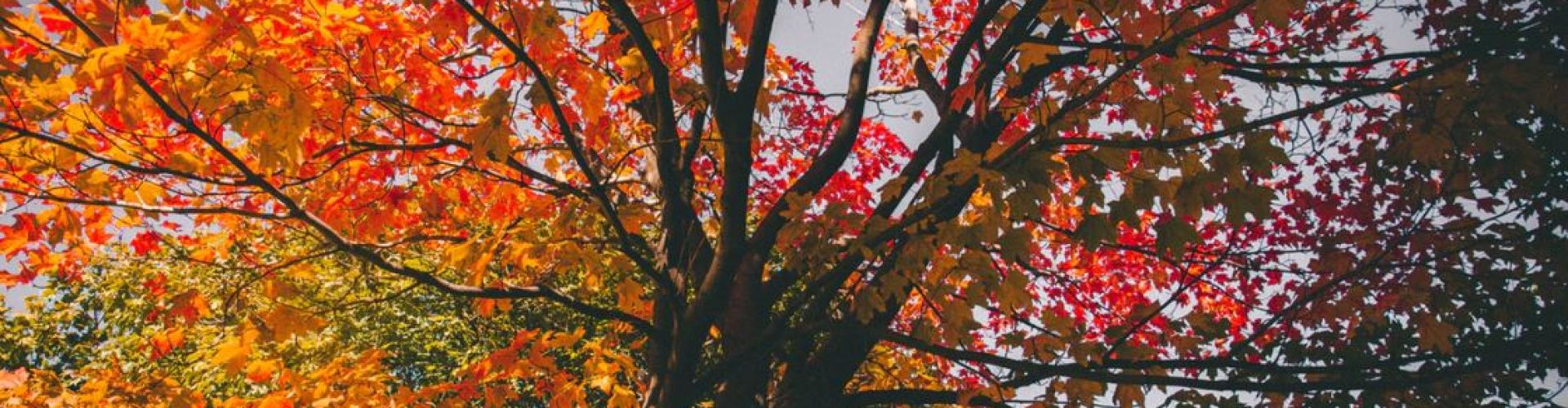 Fall Colours in West Kelowna, BC | Okanagan Valley