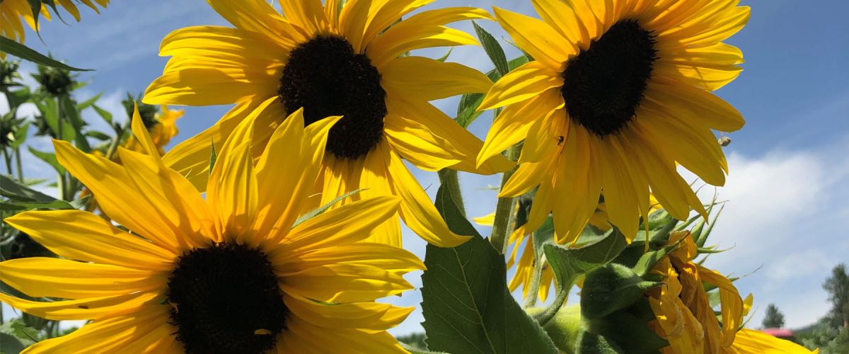 Westbank Fruit Stall
