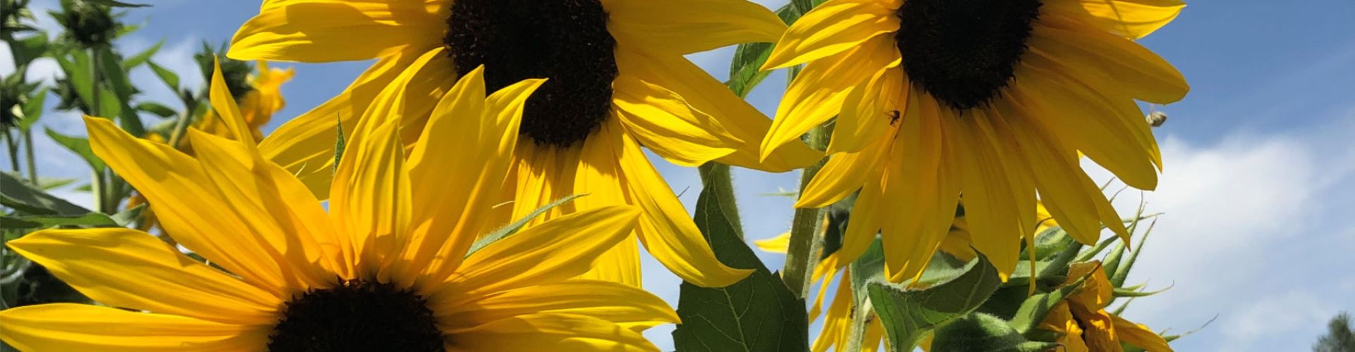 Westbank Fruit Stall