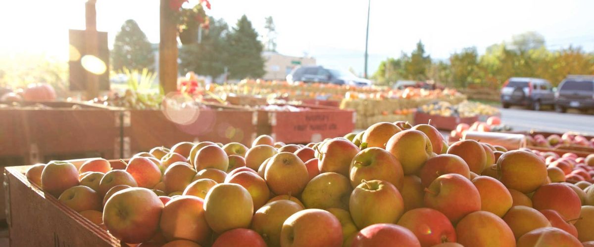 apple picking West Kelowna