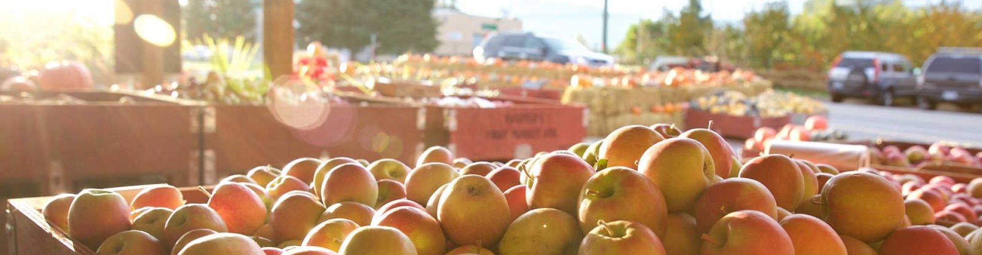 apple picking West Kelowna