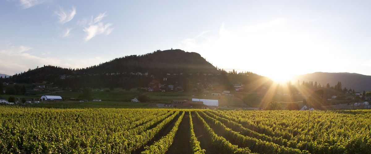 West Kelowna Wineries