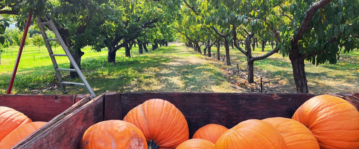 Thanksgiving long weekend things to do