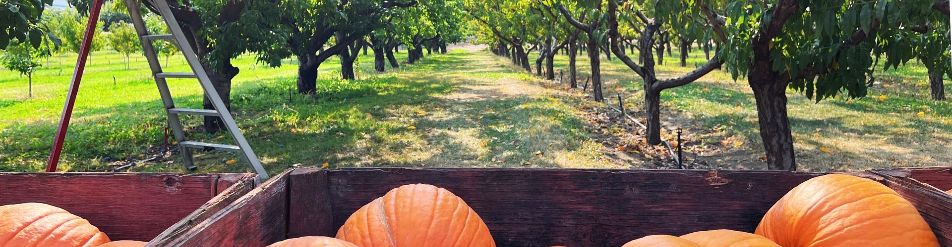 Thanksgiving long weekend things to do