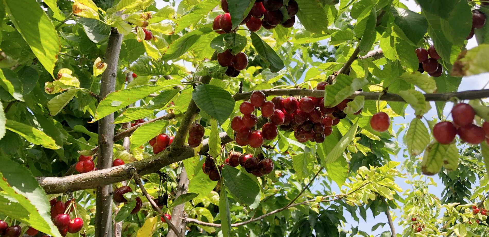 Cherry Picking Visit Westside