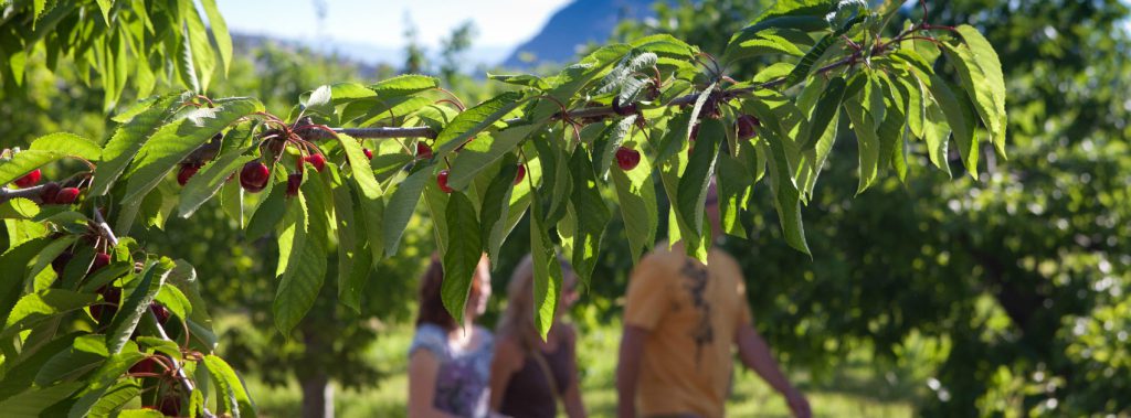 cherry picking west kelowna