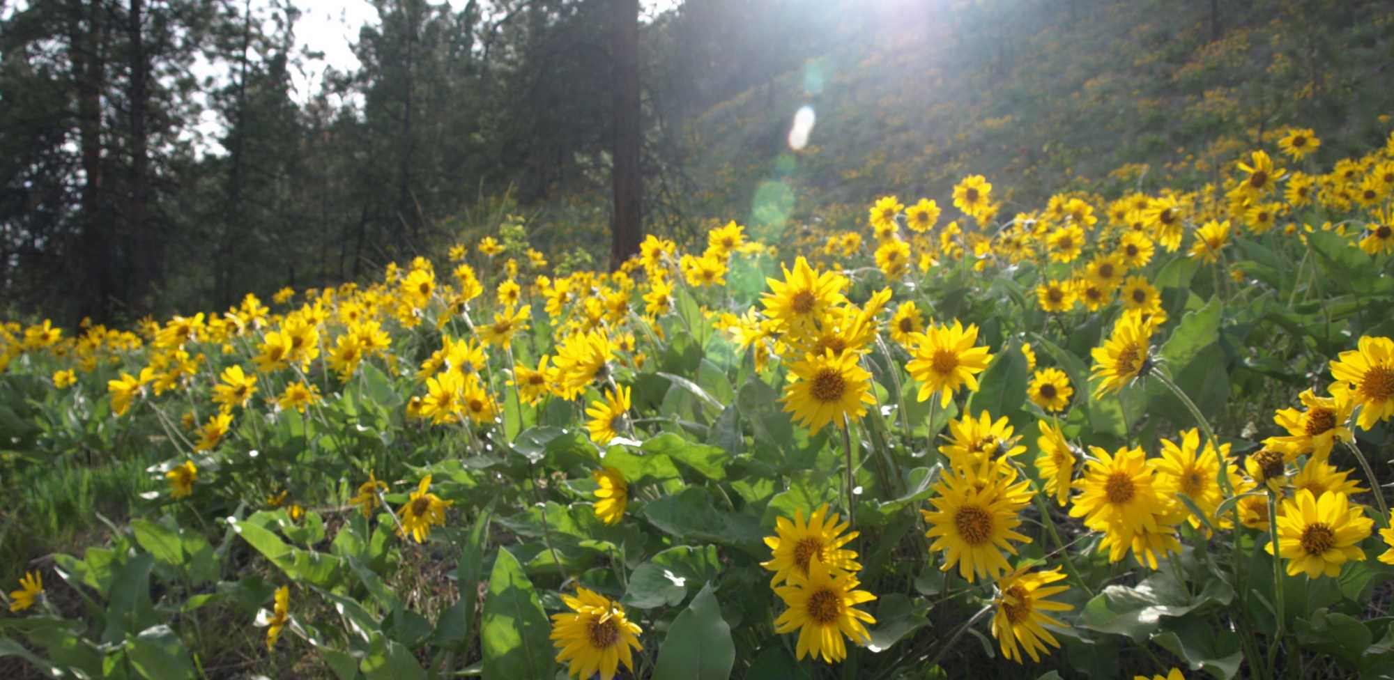 The Arrowleaf Balsamroot Flower aka the ‘Okanagan Sunflower’ Visit