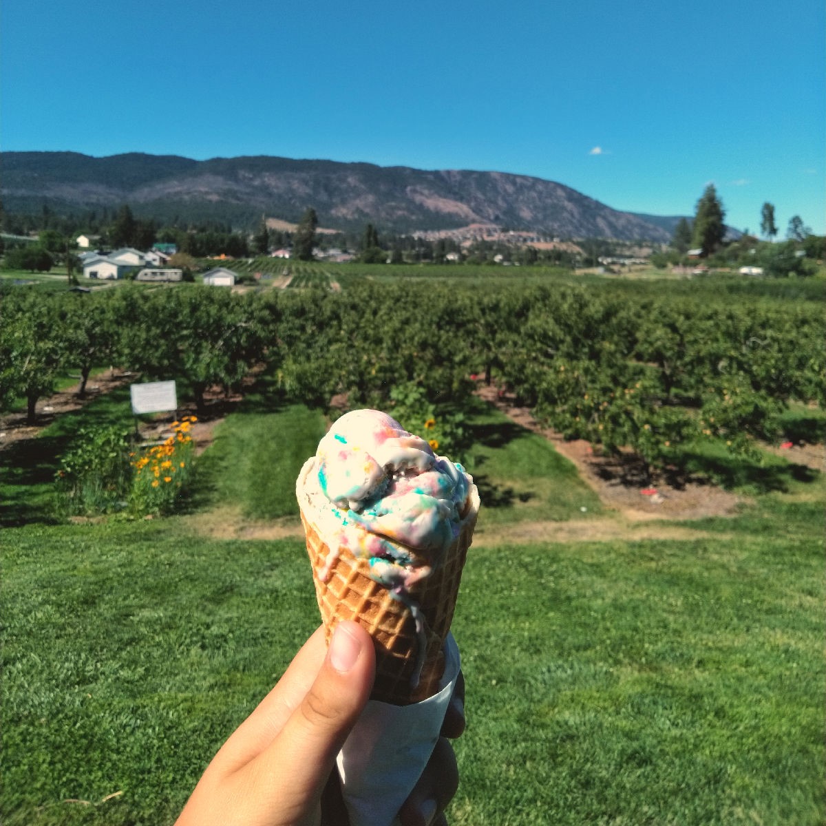 5 Places for Ice Cream and Iced Drinks in West Kelowna