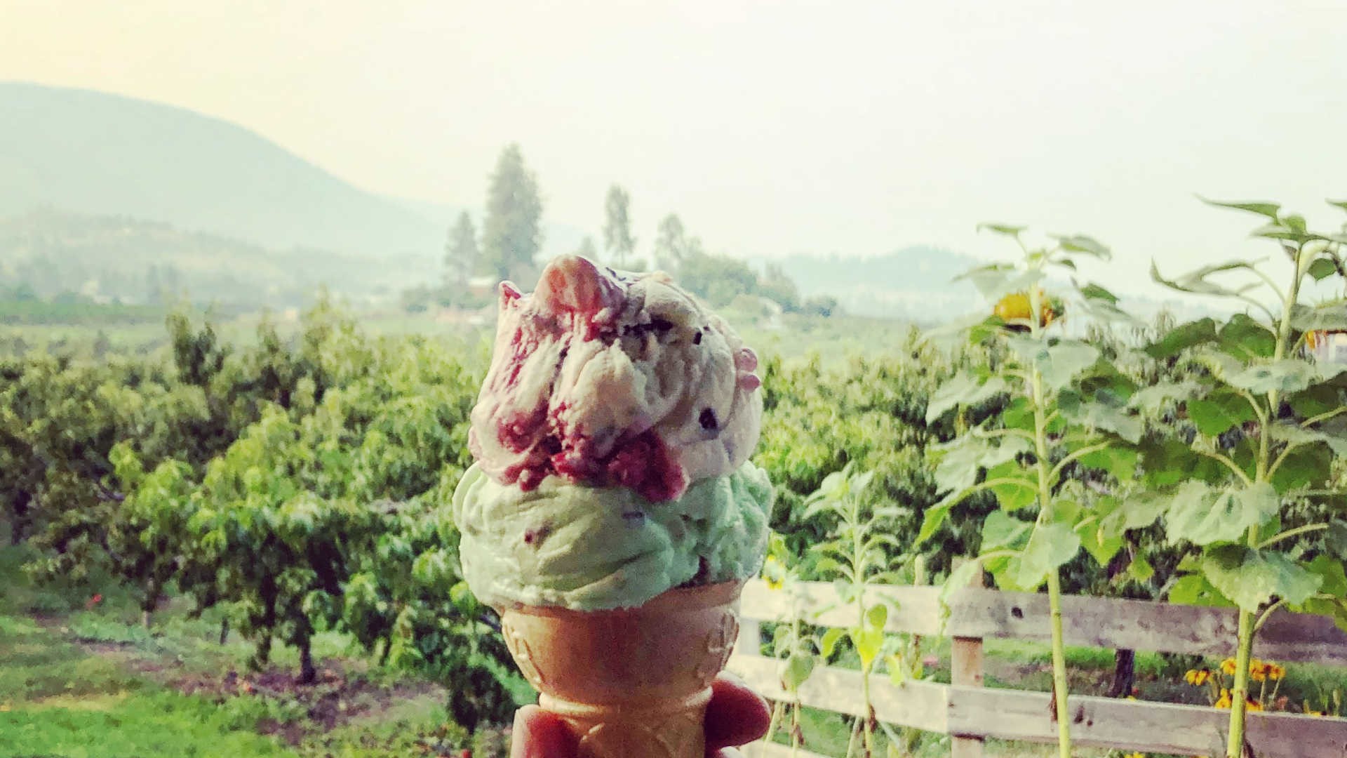 5 Places for Ice Cream and Iced Drinks in West Kelowna
