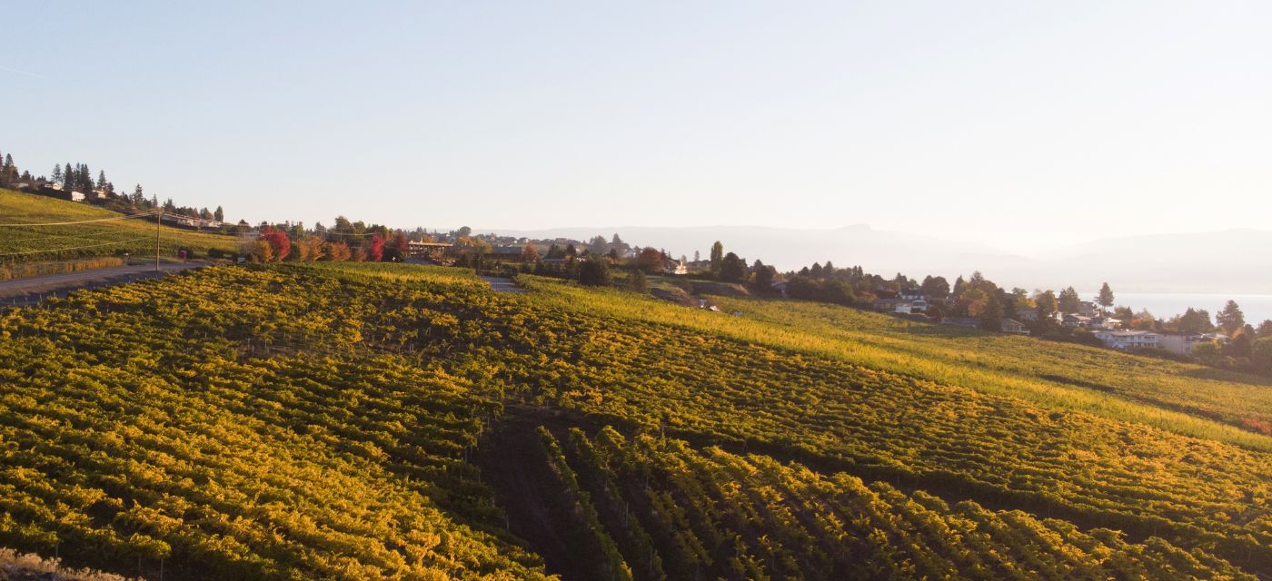 Fall Vineyards