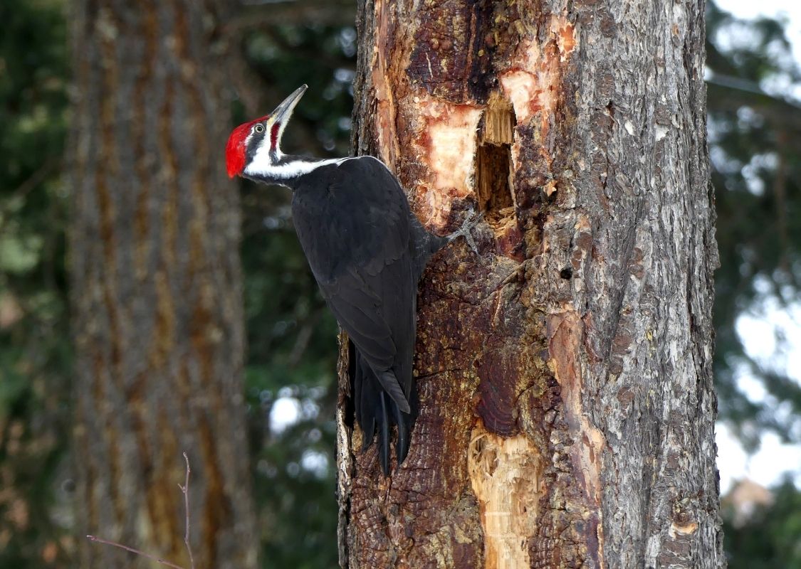 spring break birding