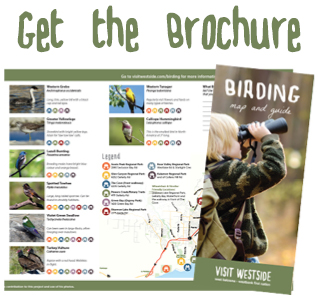 Bird Watching Brochure