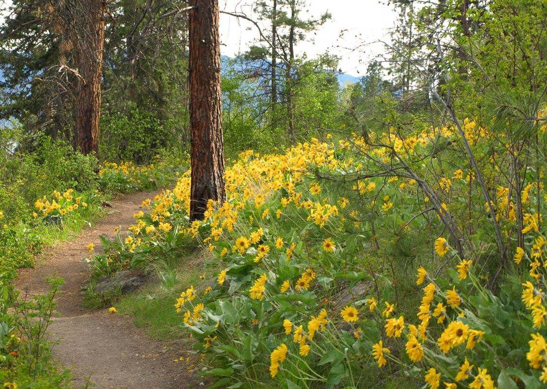 arrowleaf balsam root spring blossoms