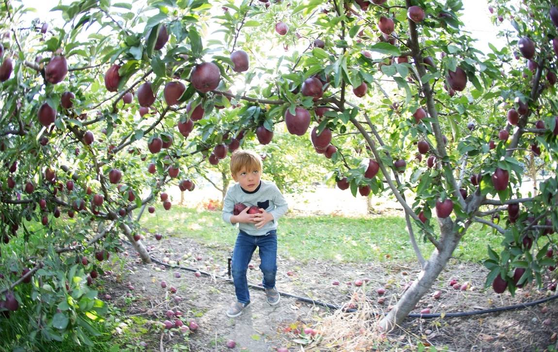 apple picking west kelowna